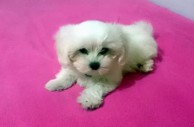 Pamuk Şeker Maltese Terrier Yavrularımız
