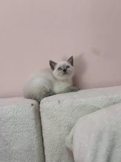 A+ Kalite British Shorthair Bebeğimiz