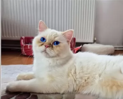 7 Aylık Erkek Scottish Straight