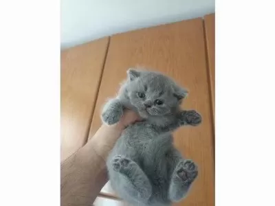 Safkan Ve 5 Kuşak Şecereli British Shorthair Bebekler