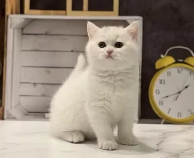 Safkan British Shorthair Yavrularim