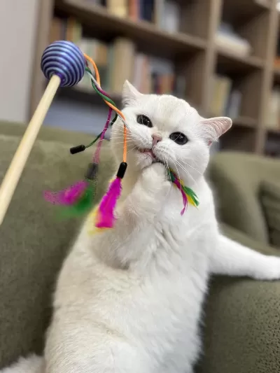 Masmavi Koca Gözlü Pamuk Prenses British Shorthair