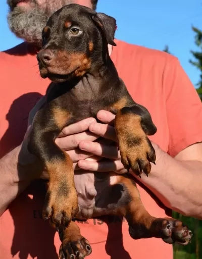 A Şecereli Anne Babadan Doberman Yavrular Kapıda Ödeme