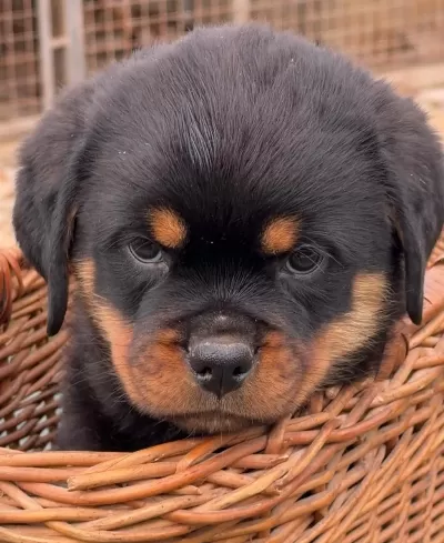 Rottweiler Bebekler Sağlık Ve İrk Garantili Teslim