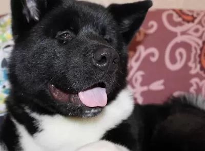 Sevimli Akita Yavrular