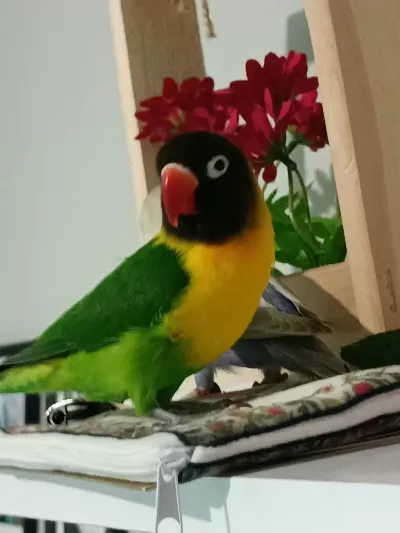 Takım Cennet Papağanı