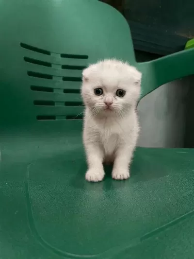 Wc Eğitimli Uysal Scottish Fold Bebek