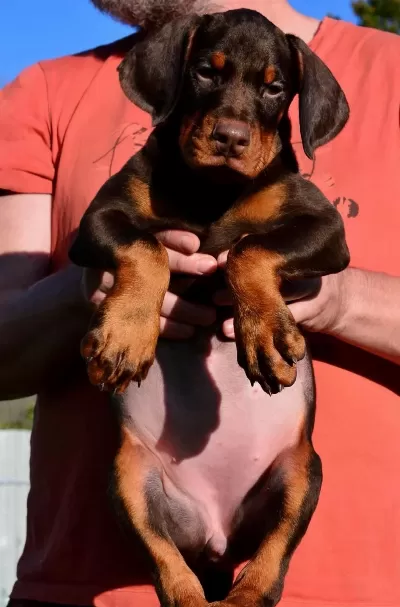 Doberman Bebekler Sağlık Ve İrk Garantili Teslim