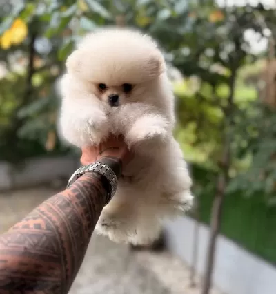 Villamızdan Pomeranian Boo Yavrularımız