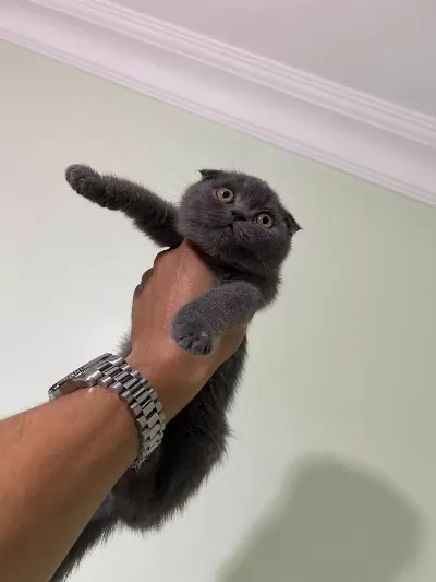 British Shorthair Blue Point