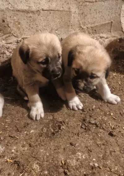 Safkan Kangal Yavruları Sivas Dan