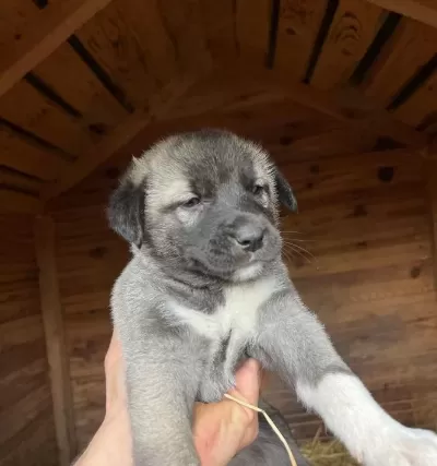 Safkan Kangal Soy Belli Yavrular