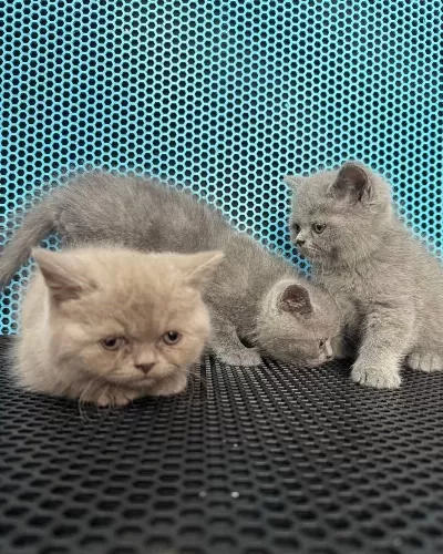 British Shorthair Yavrular Ve Farkli Tür Bebekler