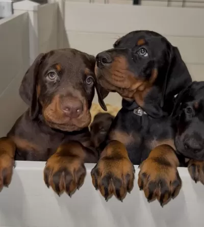 Dolandırılmaya Son Her Yerden Elden Teslim Doberman