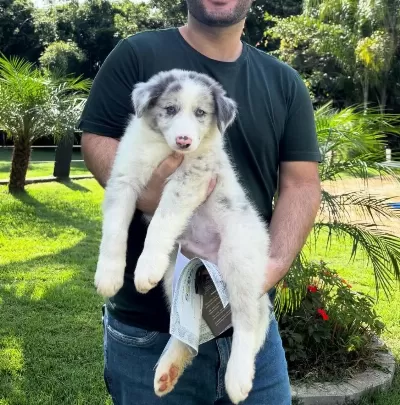 Dolandırılmaya Son Her Yerden Elden Teslim Border Collie