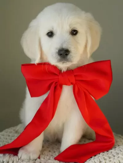 Can Dostunuz Golden Retriever Kapıda Ödeme Mevcuttur