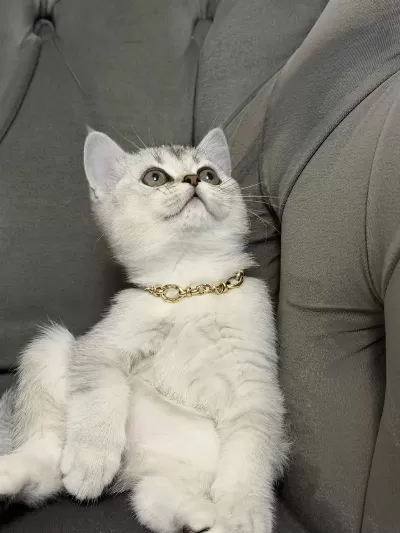 British Shorthair Kızımız