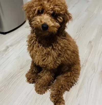 Sevimli Toy Poodle Yavrumuz