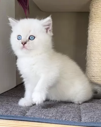 British Shorthair Yavrulari