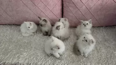 55 Günlük Orjinal Himalayan