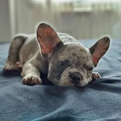 French Bulldog Yavrulari