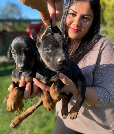 Mükemmel King Doberman Yavrularım