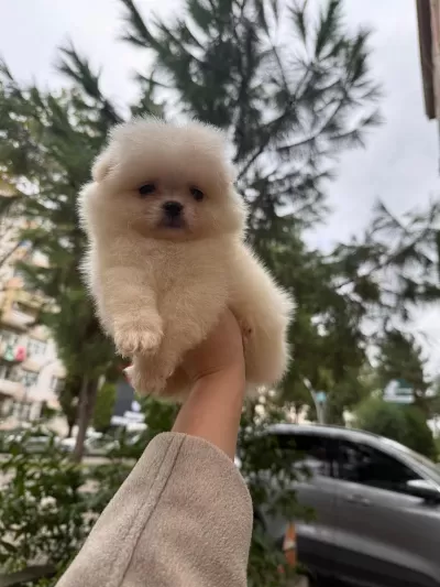 Pomeranian Teddy Face
