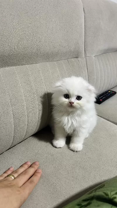 Bembeyaz Yavru Scottish Fold Kedimiz