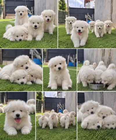 Harika Samoyed Bebekler
