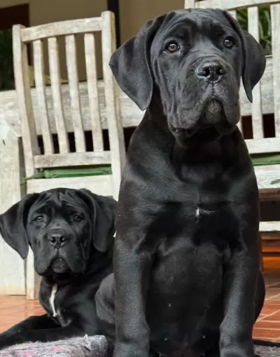 Can Dostunuz Cane Corso Kapıda Ödeme Mevcuttur