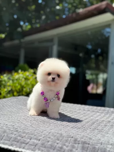 Sağlik Ve İrk Garantili Pomeranian