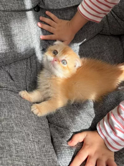 Golden Scottish Fold Erkek Bebek