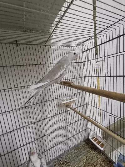 Wf Cinnamon Pied 2 Aylık Sultan Papağanı Yeme Düştü