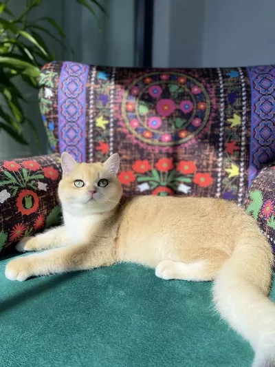 A Kalite Golden British Shorthair