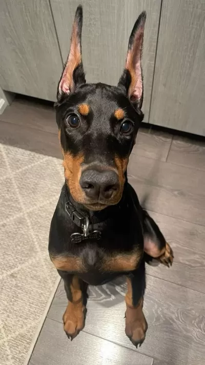 Piyasa Sefiri Doberman Çivi Gibi Kulaklar