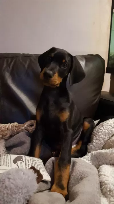 Her Eve Şart Köpekler