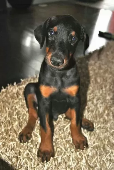 Her Renk Her Estetik Türü Mevcut İrk Garanti Doberman