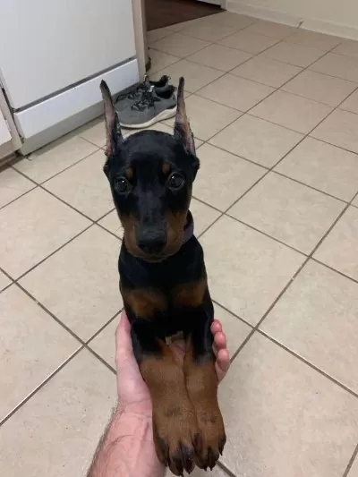 İsteğe Özel Estetik Referansli Dobermanlar