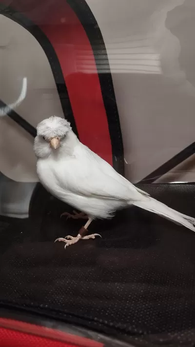 Malinua Ve Alman Tepeli Kanaryalar