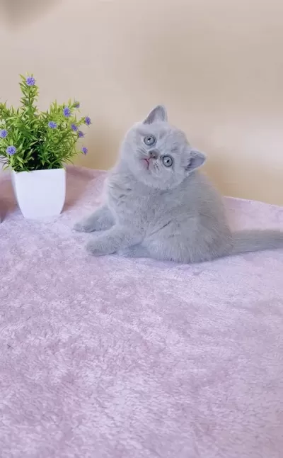 Masum Bebek Lilac British Shorthair