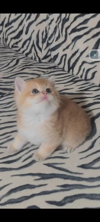 British Shorthair Kedisi