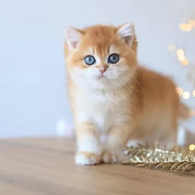 Manken Gibi Golden British Shorthair