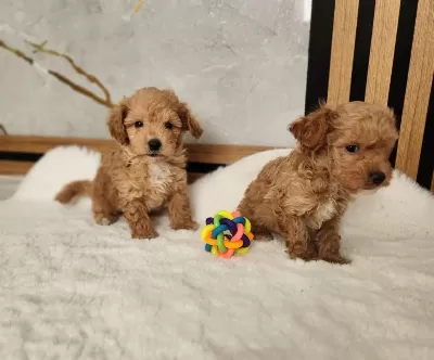 Ruhsatli Köpek Çiftliğinden Maltipoo Yavrularimiz