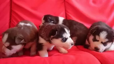 Husky Sibirya Yavrulari