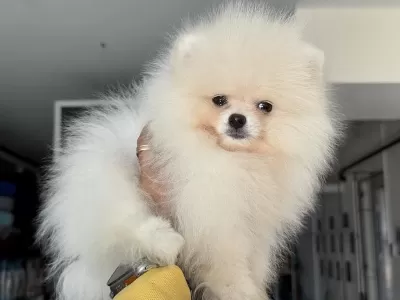 Ankaranın En Seçkin Pomeranian Boo Yavrusu