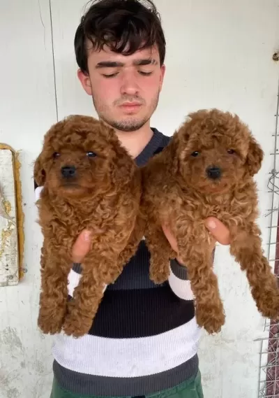 Denizli Pamukkale Toy Poodle Yavruları Akıllı Ve Tüy Dökmeyen Dostunuz