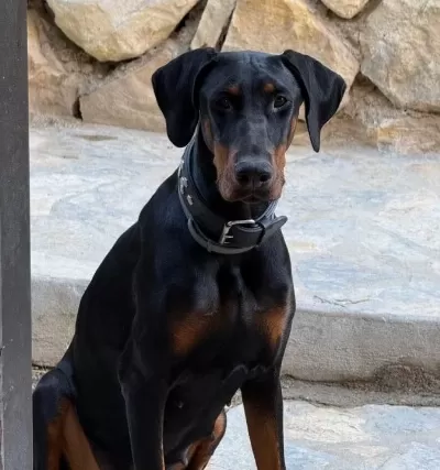 10 Aylık Scrli Dişi Dobermann Sağlıklı Ve Enerjik