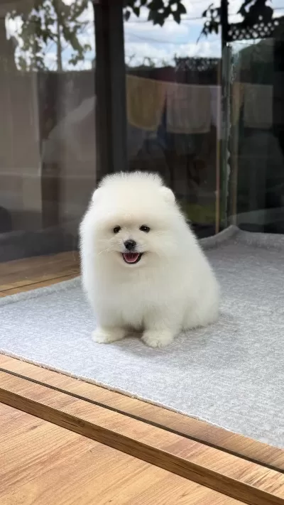 Sağlik Ve İrk Garantili Pomeranian Köpeği