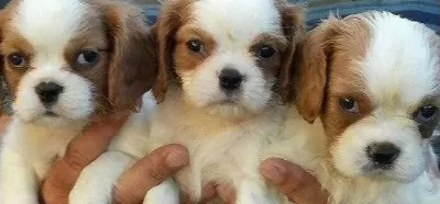 Irk Garanti̇li̇ Cavali̇er Ki̇ng Charles Yavrulari Puppy Pet Evi̇
