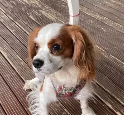 1 5 Yaşında Dişi Cavalier King Charles